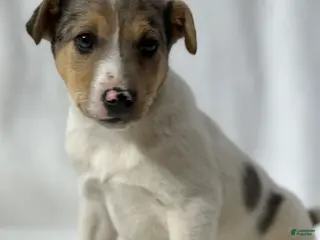 Jack Russell Terrier dogs for sale: Bam - Ad 4
