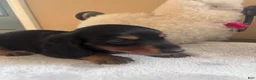 Dachshund dogs for sale: Fabio-Long Hair - Ad 4