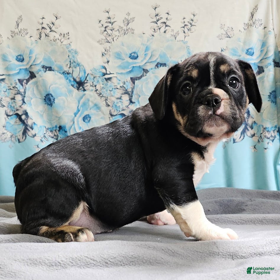 Mixed Breed dogs Capt. Jack Sparrow - Ad 1