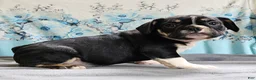 Mixed Breed dogs for sale: Capt. Jack Sparrow - Ad 4