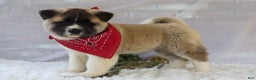Akita dogs for sale: Trevor - Ad 23