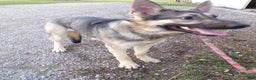 German Shepherd dogs for sale: German Shepherd Puppy 1 Smoke - Ad 3