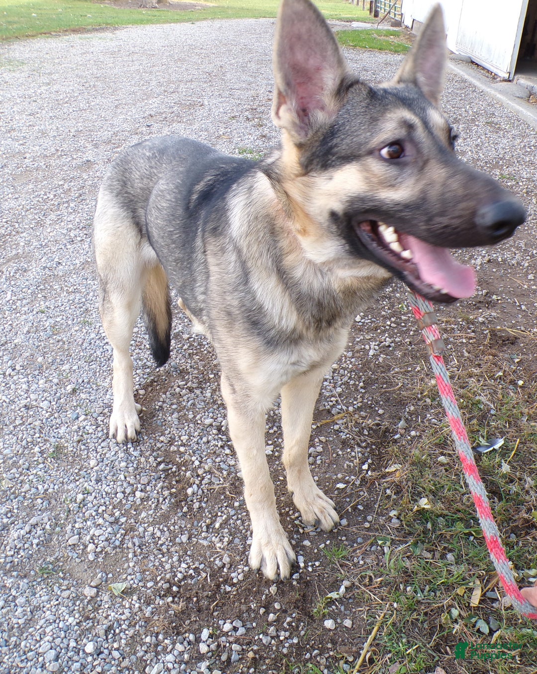 German Shepherd dogs for sale: German Shepherd Puppy 1 Smoke - Ad 3