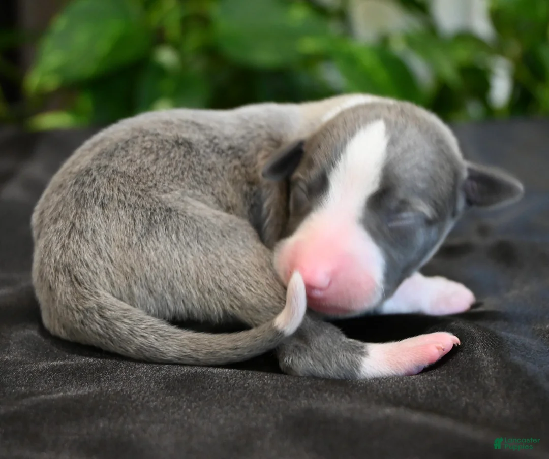 Whippet dogs for sale: Krew - Ad 2