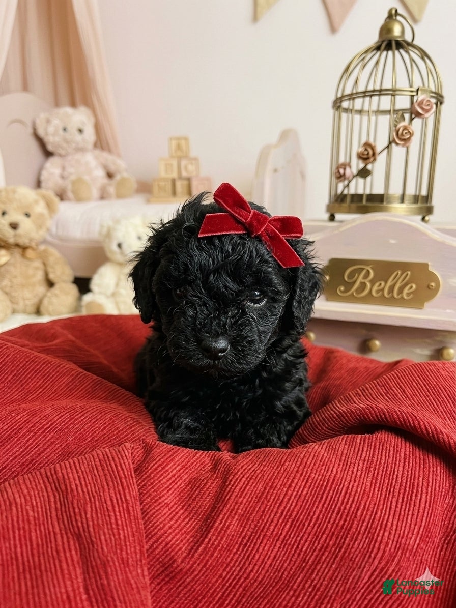 Shihpoo dogs Belle - Ad 36