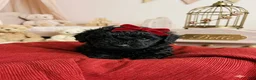 Shihpoo dogs for sale: Belle - Ad 1