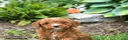 Mini Goldendoodle dogs for sale: Eddie - Ad 4