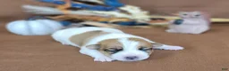 Jack Russell Terrier dogs for sale: TONKA purebred JRT - Ad 4