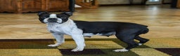 Boston Terrier dogs for sale: Challenger - Ad 6