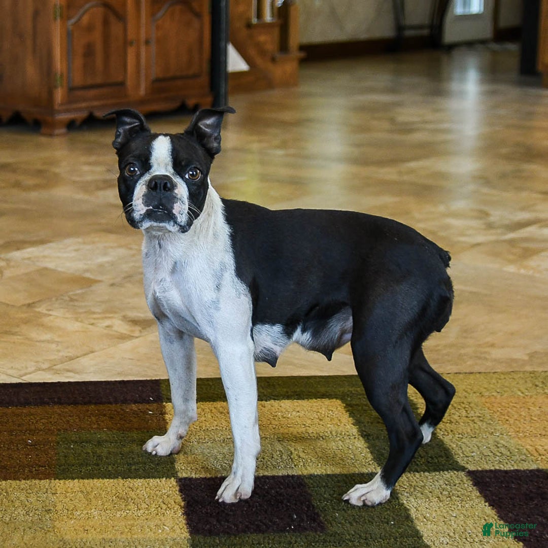 Boston Terrier dogs for sale: Challenger - Ad 6