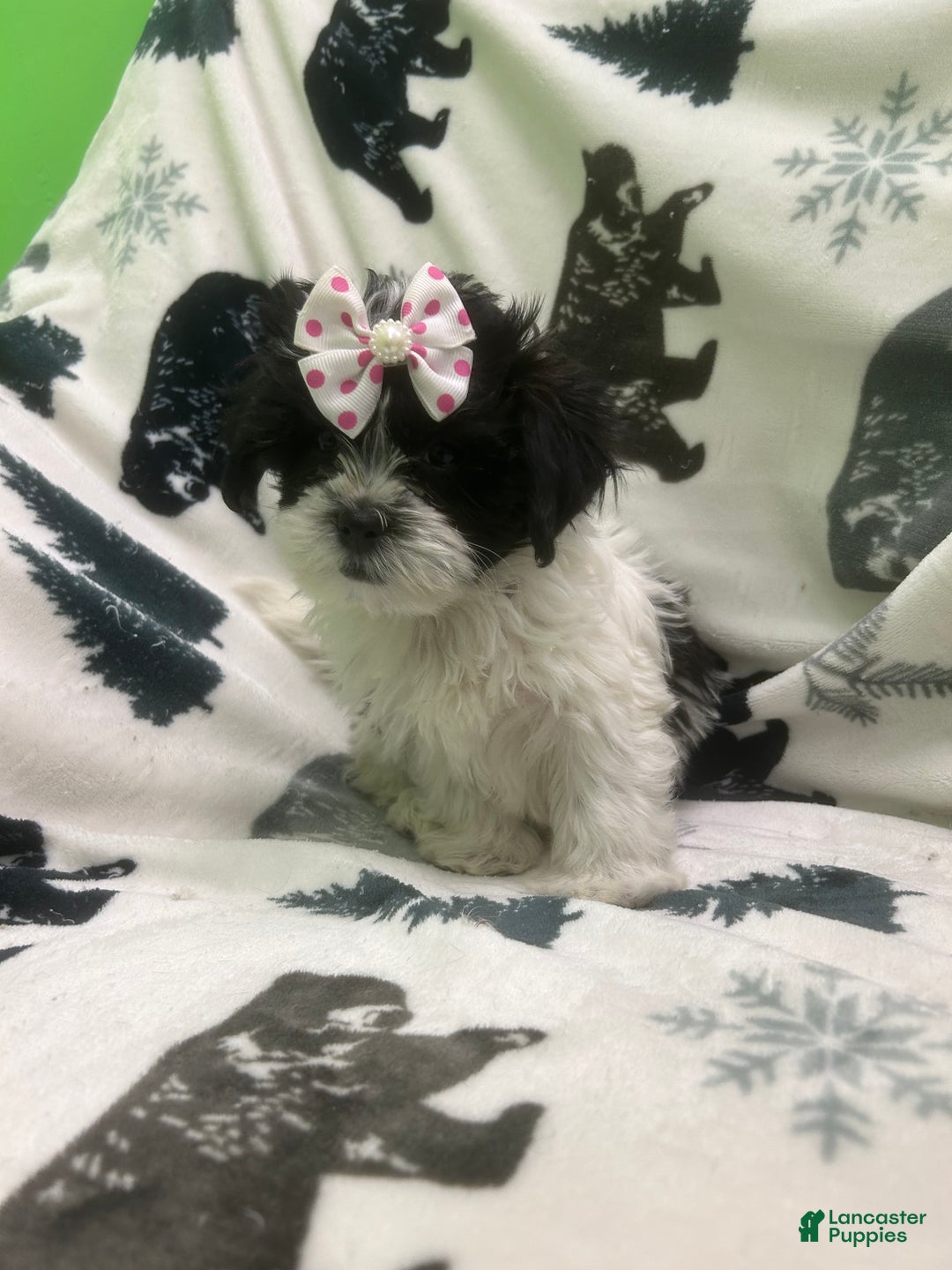 Teddy Bear dogs for sale: Magic  - Ad 2