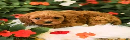 Cavapoo dogs for sale: Bentley - Ad 3
