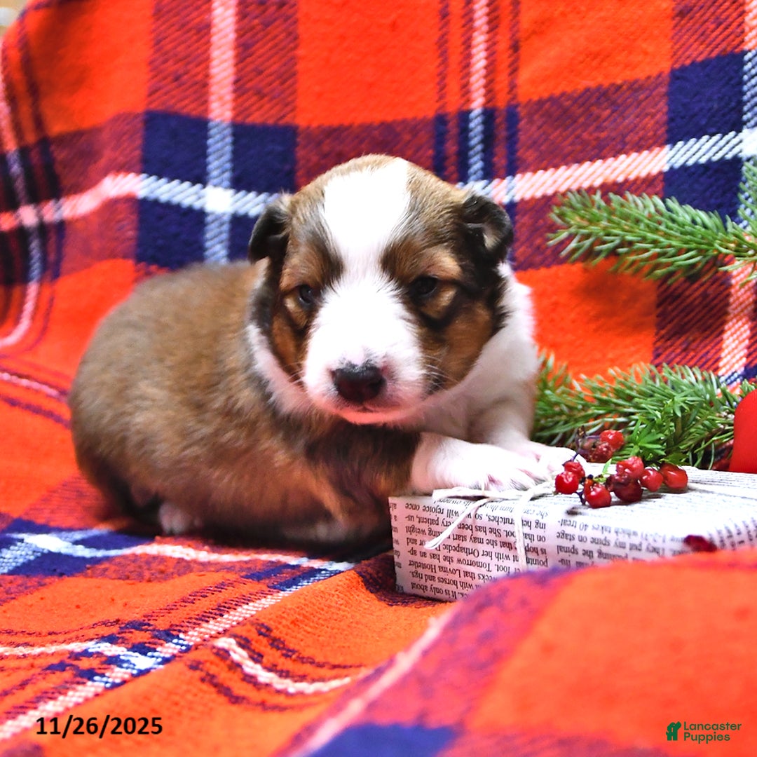 Shetland Sheepdog dogs for sale: Miss Carol - Ad 7