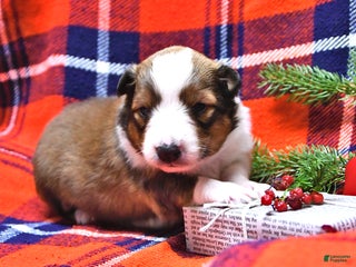 Shetland Sheepdog dogs Miss Carol - Ad 17