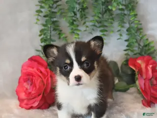 Welsh Corgi Pembroke dogs for sale: Radley - Ad 3