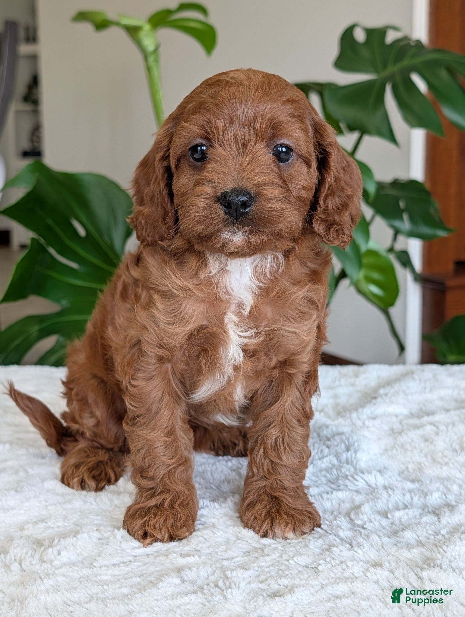 Cavapoo dogs Ellie - Ad 24