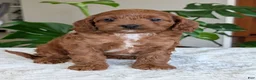 Cavapoo dogs for sale: Ellie - Ad 1
