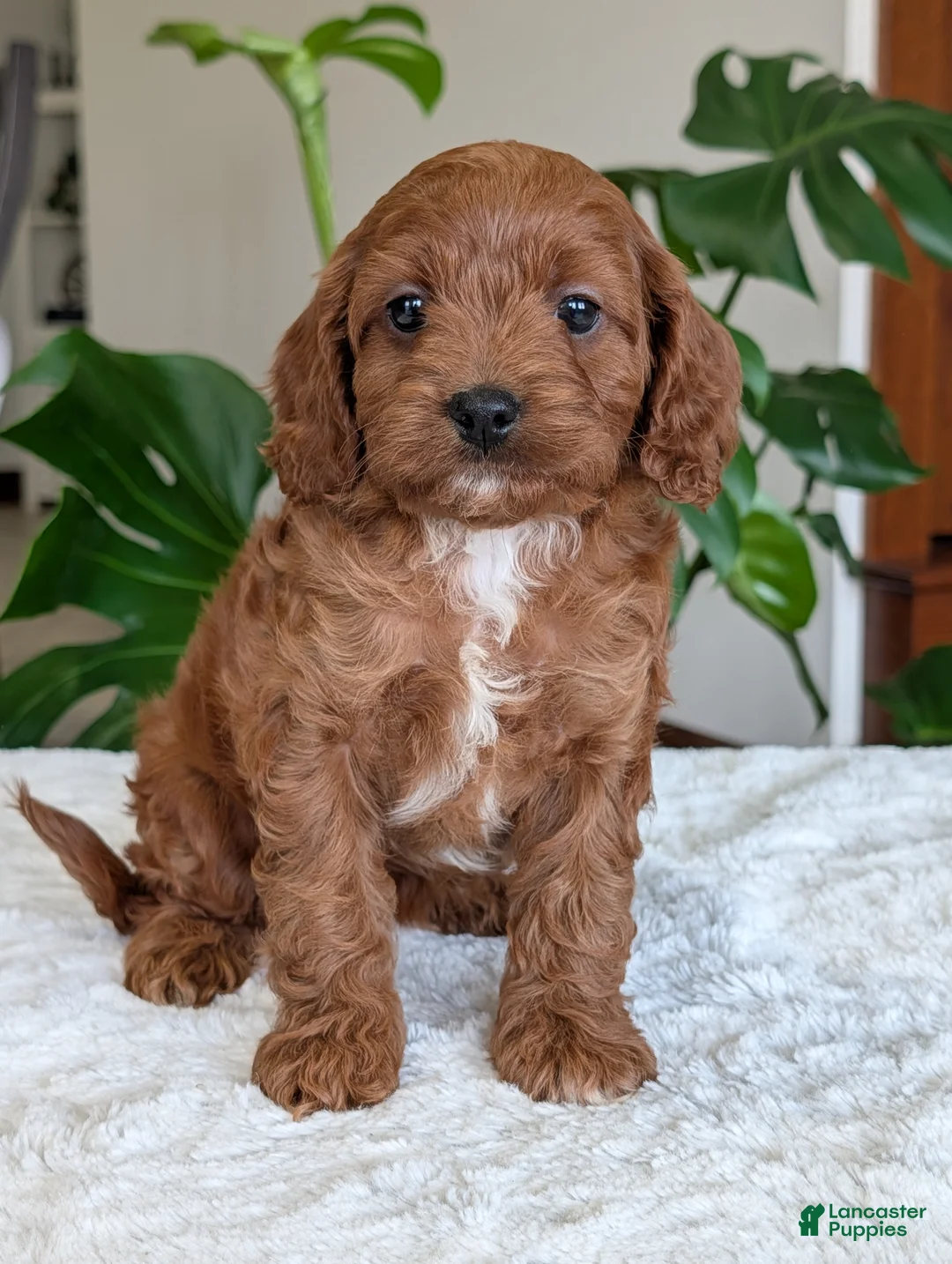 Cavapoo dogs for sale: Ellie - Ad 1