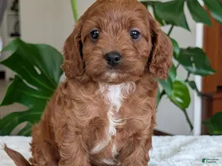 Cavapoo dogs Ellie - Ad 24