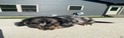 Miniature Dachshund dogs for sale: Toby - Ad 10