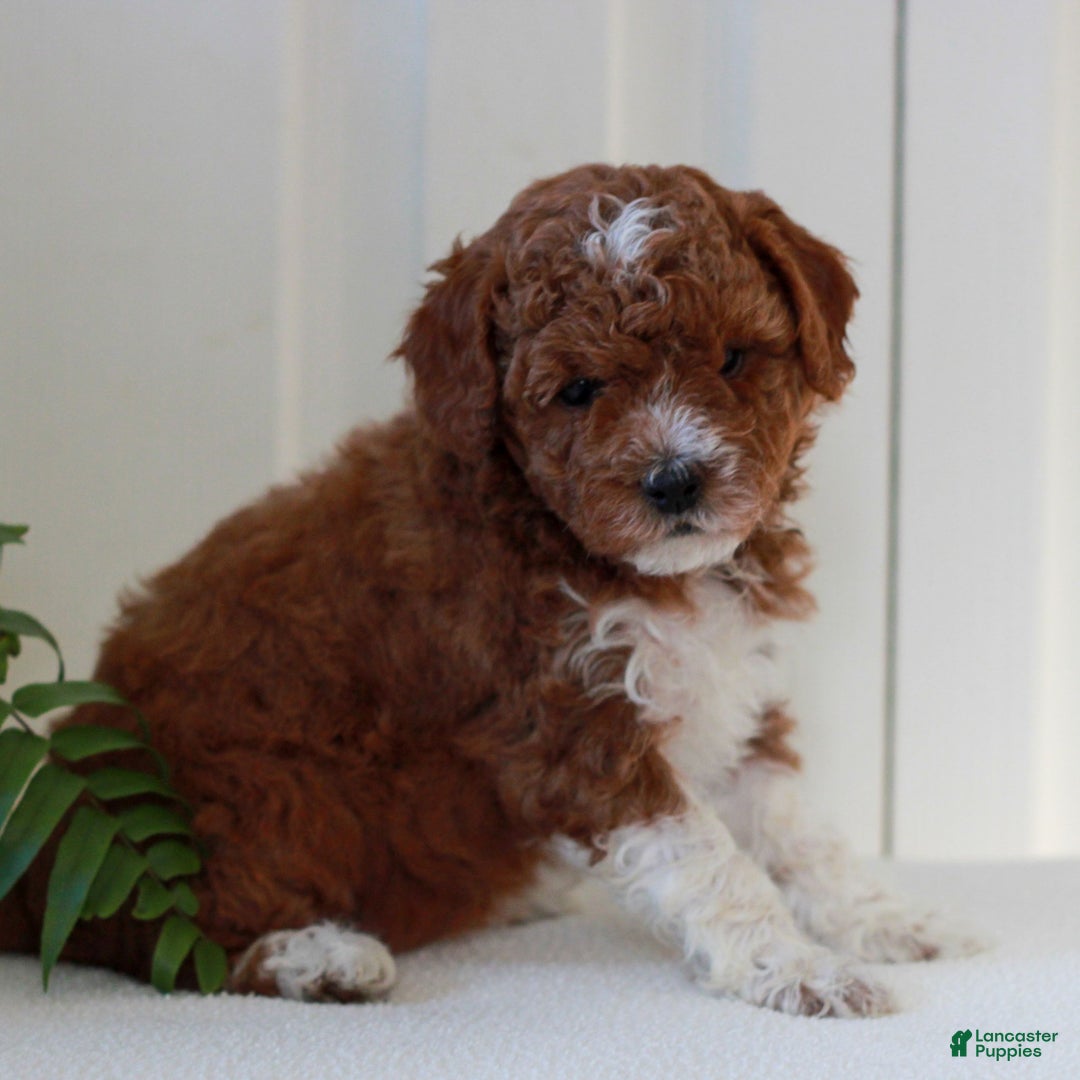 Mini Goldendoodle dogs for sale: Jessa  - Ad 2