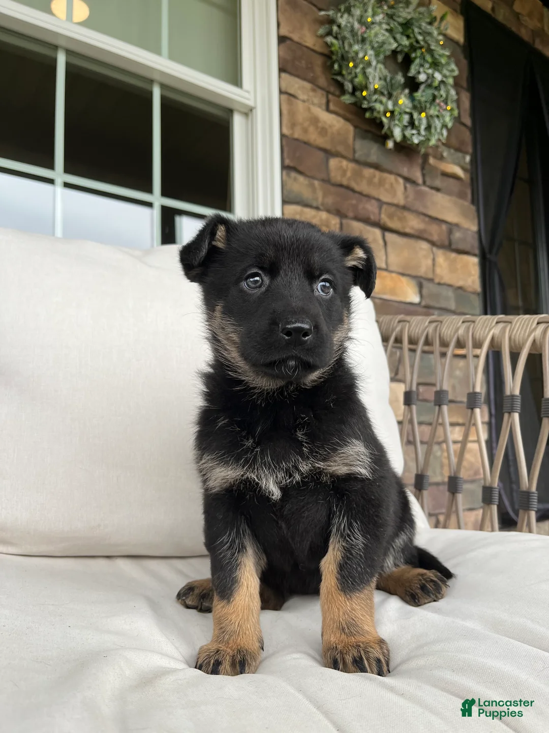 German Shepherd dogs for sale: Juno - Ad 3