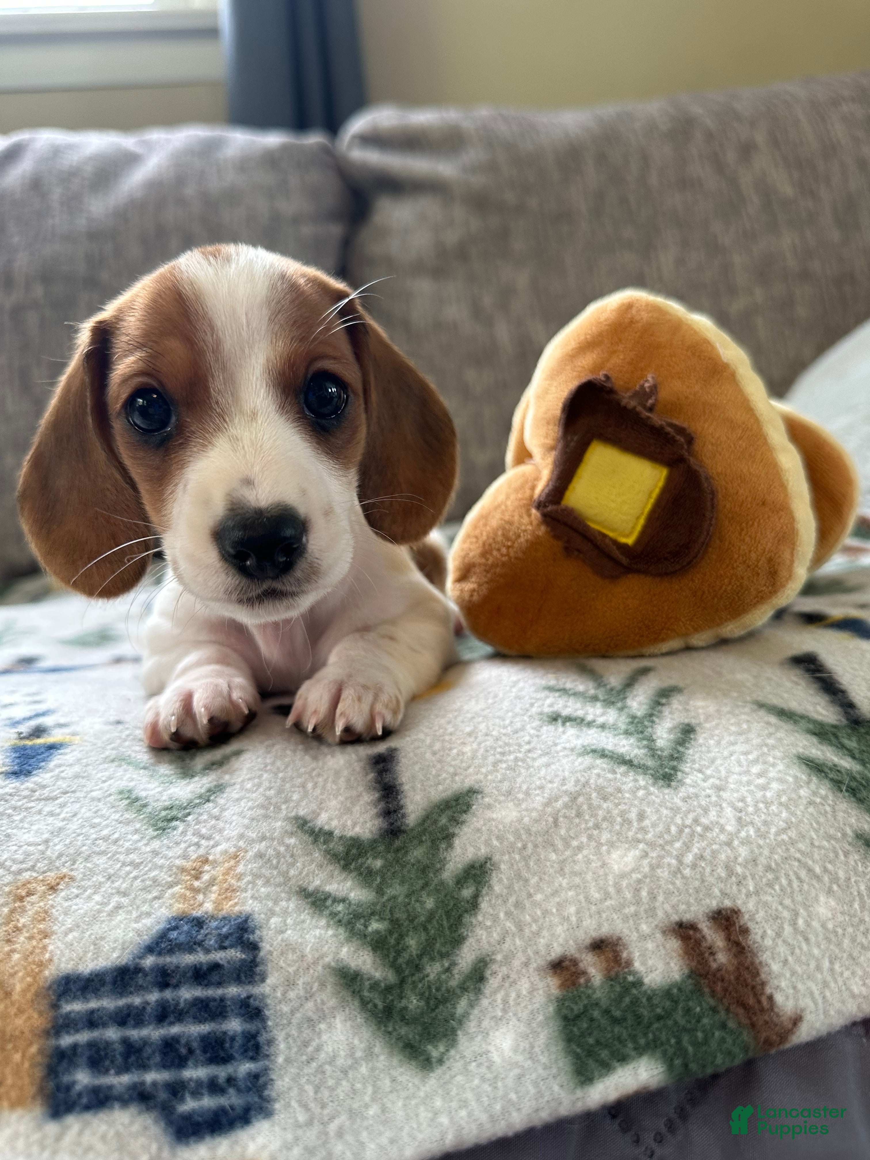 Miniature Dachshund dogs Twinkie🎀 - Ad 1