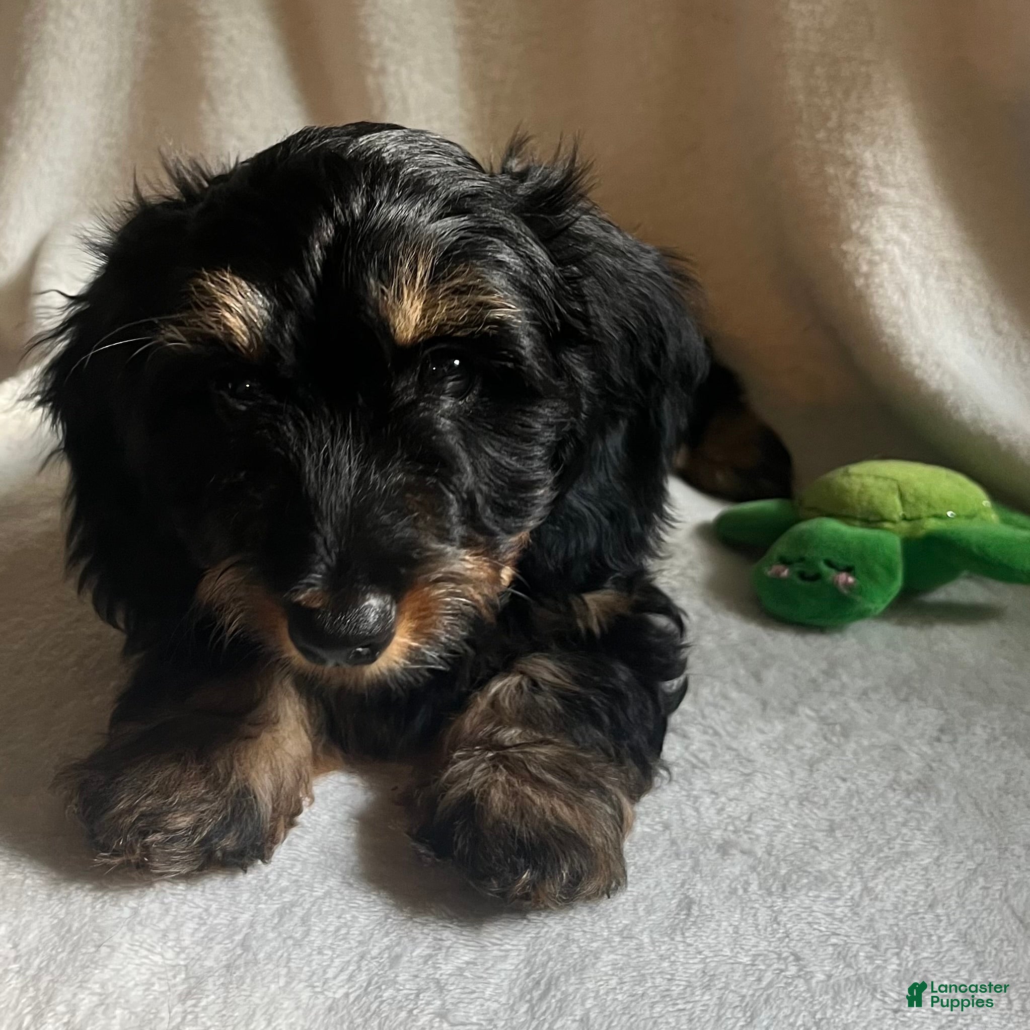 Miniature Dachshund dogs Daisy - silky wirehaired - Ad 1