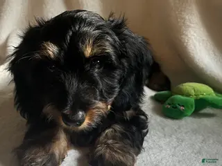 Miniature Dachshund dogs for sale: Daisy - silky wirehaired - Ad 2
