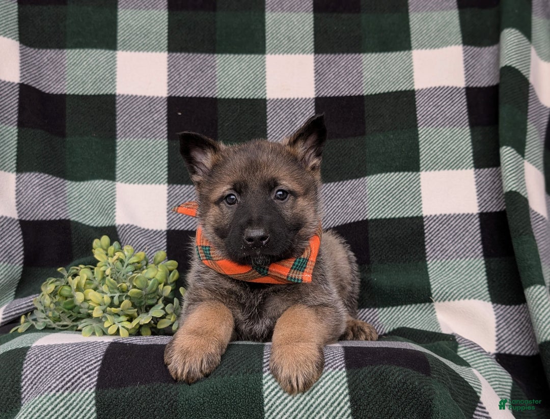 Mixed Breed dogs for sale: Colbert - Ad 5