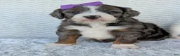 Mini Bernedoodle dogs for sale: Mini Indy - Ad 16