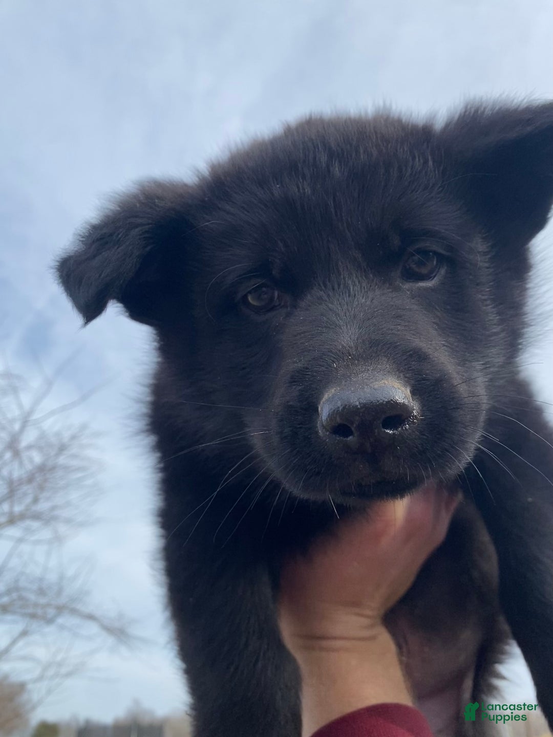 German Shepherd dogs for sale: German Shepherd Puppy 1 - Ad 2