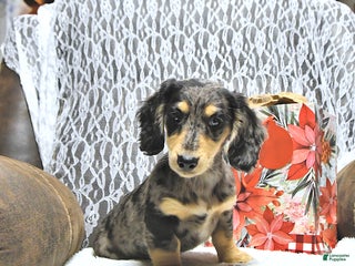 Miniature Dachshund dogs Andre - Ad 20
