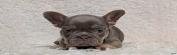 French Bulldog dogs for sale: Yogi - Ad 9