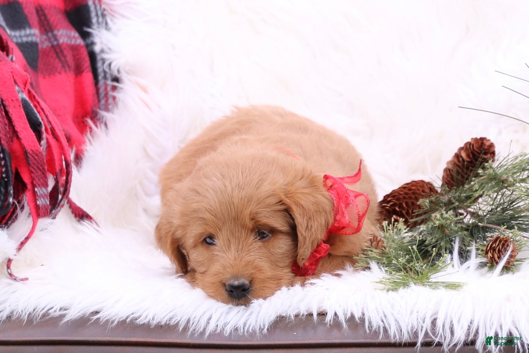 Labradoodle dogs for sale: Holly - Ad 4