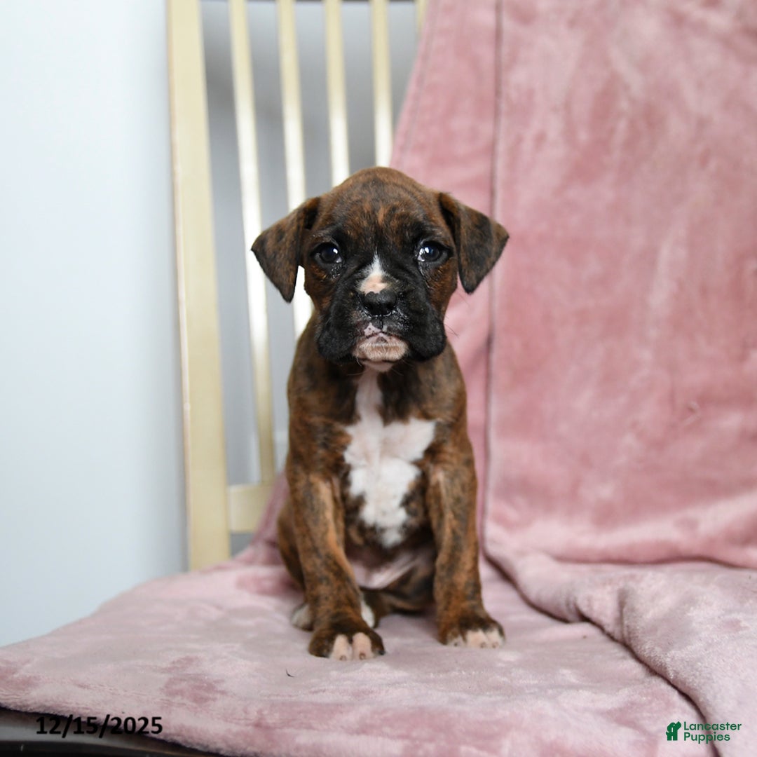 Boxer dogs for sale: Lolli - Ad 4