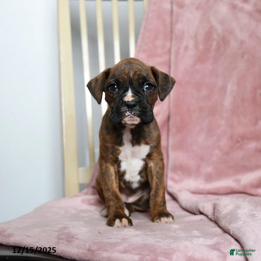 Boxer dogs for sale: Lolli - Ad 9