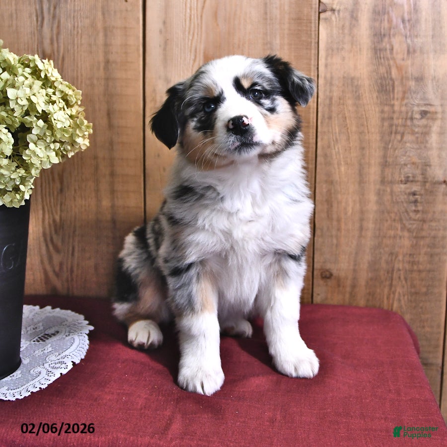 Australian Shepherd dogs Silver - Ad 41