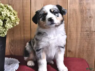 Australian Shepherd dogs Silver - Ad 41