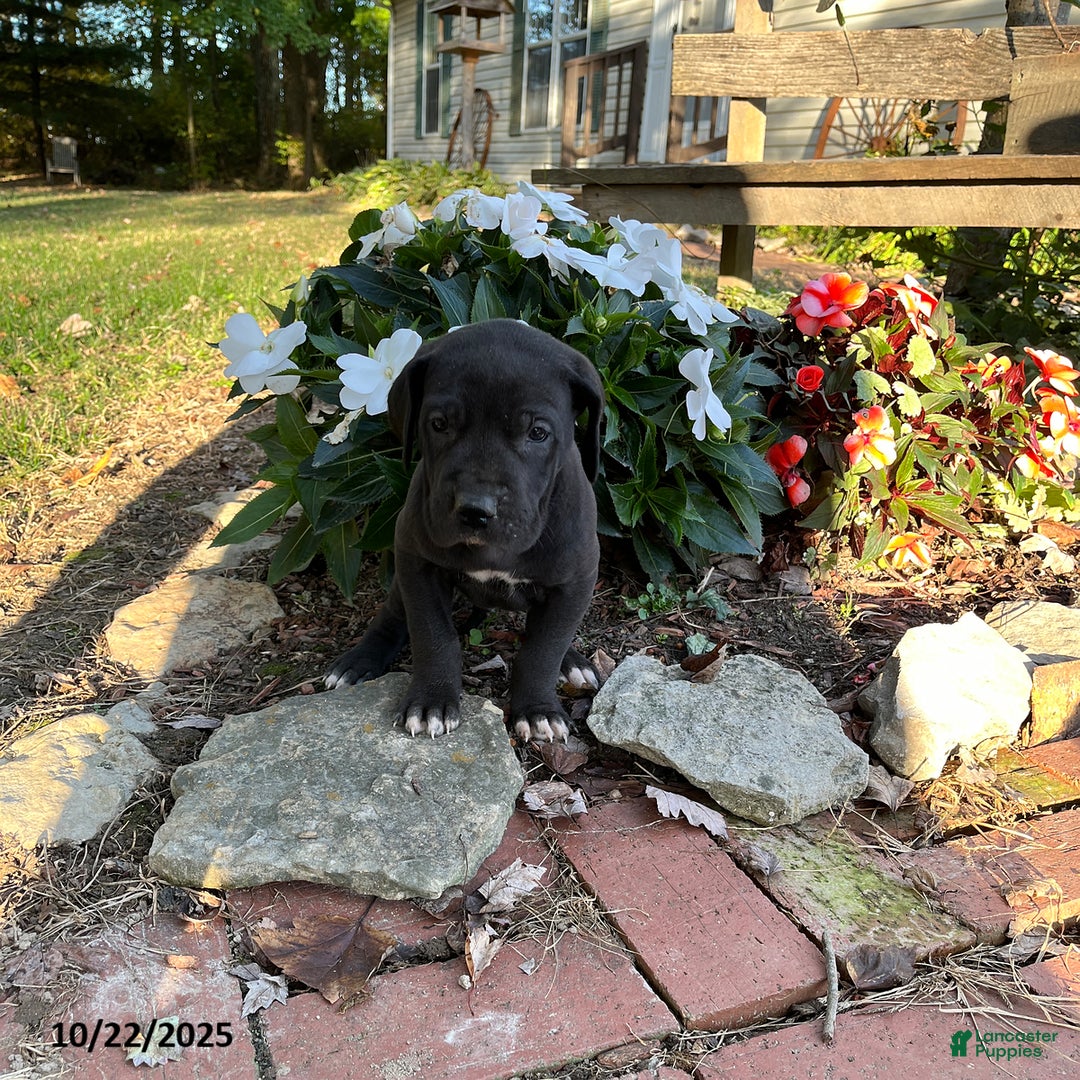Great Dane dogs for sale: Tippy - Ad 8