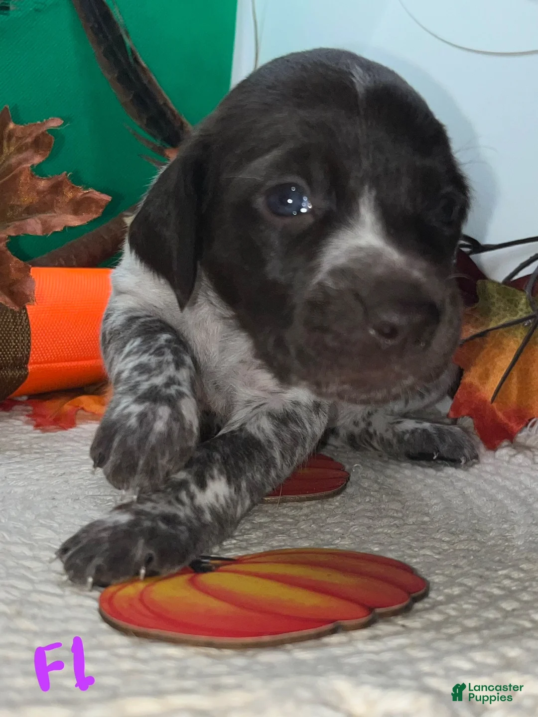 German Shorthaired Pointer dogs for sale: F1 - Ad 2