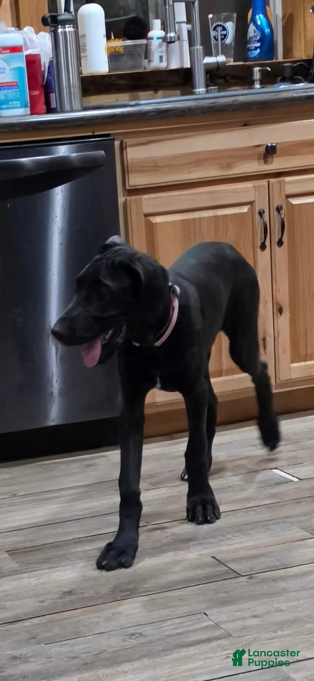 Great Dane dogs for sale: Great Dane 1 Grey collar  - Ad 2
