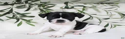 Frenchton dogs for sale: Cooper  - Ad 3