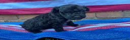 Portuguese Water Dog dogs for sale: Ollie - Ad 9