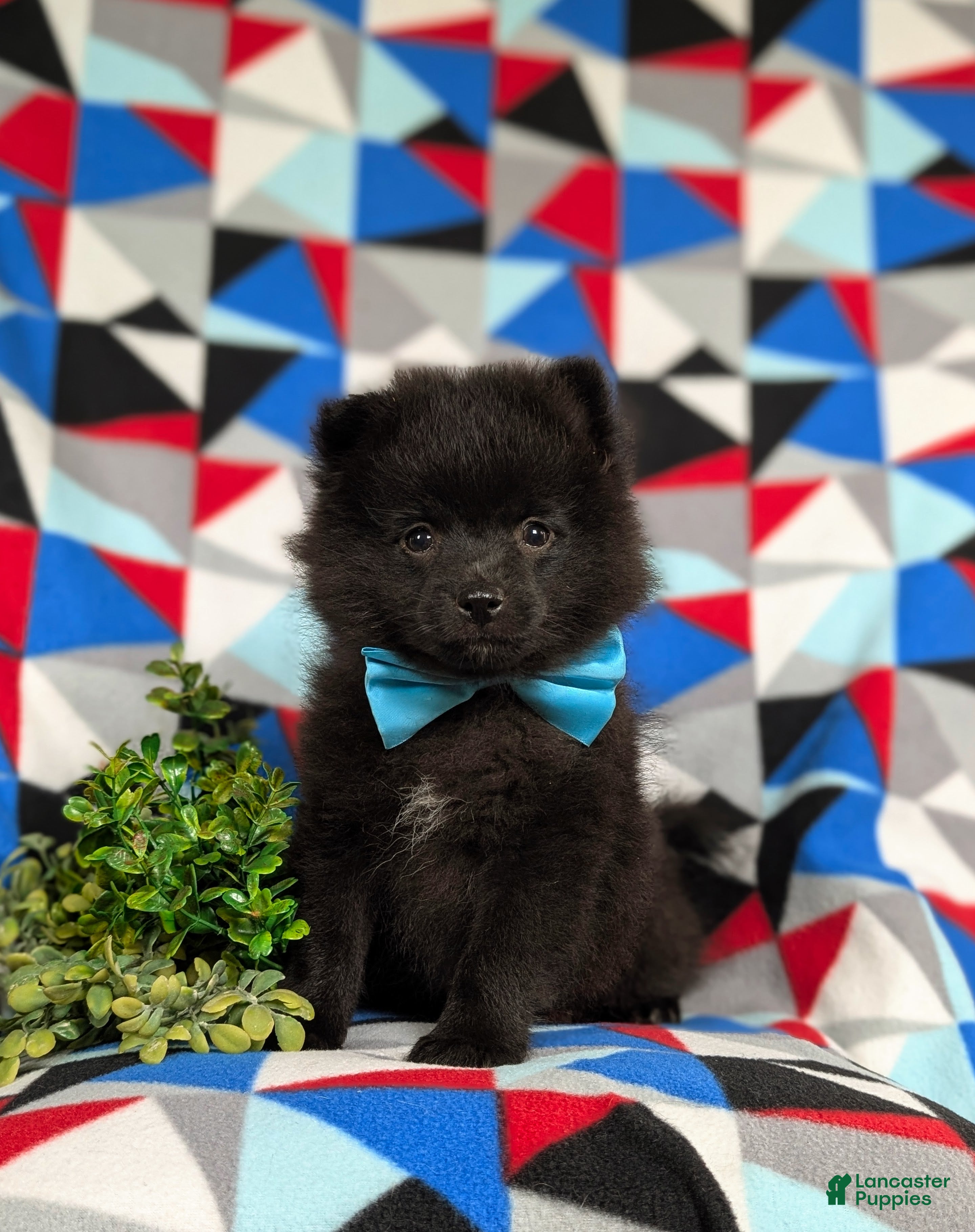 Pomeranian dogs Malik 9 lbs Full Grown - Ad 2