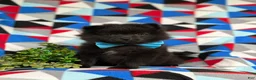 Pomeranian dogs for sale: Malik 9 lbs Full Grown - Ad 2