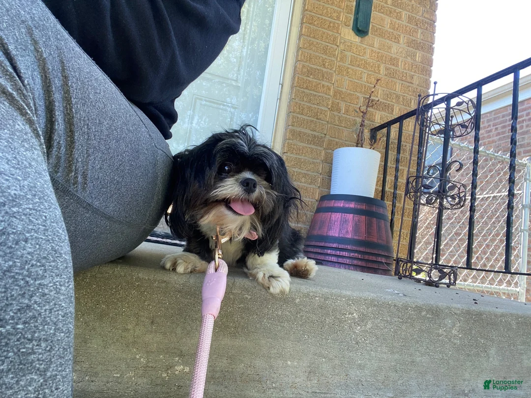 Shorkie dogs for sale: Shorkie 5 - Ad 2