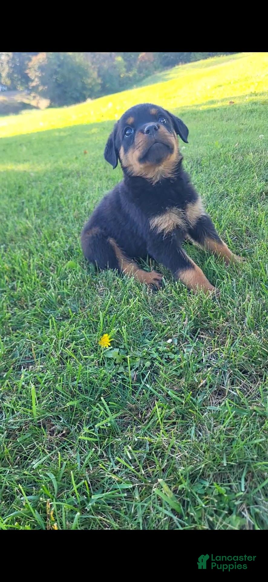 Rottweiler dogs Chocolate  - Ad 1