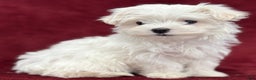 Maltese dogs for sale: Joy - Ad 5