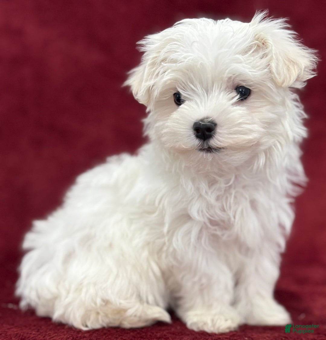 Maltese dogs for sale: Joy - Ad 5